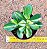 Crassula ovata 'Hummel's Sunset' - Imagem 3