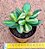Crassula ovata 'Hummel's Sunset' - Imagem 1