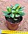 Crassula ovata 'Hummel's Sunset' - Imagem 2