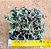 Crassula exilis - Imagem 1
