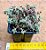 Crassula exilis - Imagem 2