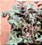 Crassula exilis - Imagem 3