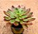 Echeveria Persefone rubra - Imagem 2