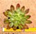 Echeveria Persefone rubra - Imagem 1