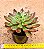 Echeveria Persefone rubra - Imagem 3