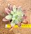 Echeveria Suzie storm - Imagem 1