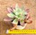Echeveria Suzie storm - Imagem 2