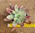 Echeveria Suzie storm - Imagem 4