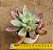 Echeveria Suzie storm - Imagem 3