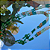 Caboclo (a) - Imagem 4