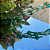Caboclo (a) - Imagem 5
