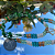 Caboclo (a) - Imagem 3