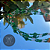 Caboclo (a) - Imagem 6