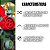 Acoplador Industrial 3P+T 32A 380-440V 6H IP44 Vermelho - JNG - Imagem 5