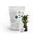 Fibra de Bambu Alimentícia 500g TLC Tudo Low Carb - Imagem 1