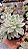 Echeveria 'Fantôme' Variegata - Imagem 1