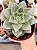 Echeveria Dionysos - Imagem 3