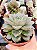Echeveria Dionysos - Imagem 4