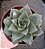 Echeveria Dionysos - Imagem 1