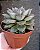 Echeveria Dionysos - Imagem 2