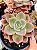 Graptoveria 'Albert Baynes' - Imagem 2