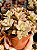 Sedum Bronze - Imagem 1