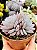 Echeveria Lulú - Imagem 1