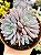 Echeveria Lulú - Imagem 2