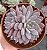Echeveria Lulú - Imagem 3