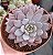 Echeveria Lulú - Imagem 4