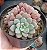 Echeveria Subcorymbosa - Imagem 3