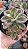 Echeveria Chroma - Imagem 1