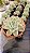 Echeveria 'Fantôme' - Imagem 2
