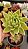 Agavoides 'Lipstick' - Imagem 3