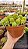Echeveria 'Holly' - Imagem 2
