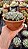 Echeveria 'Nichi' - Imagem 2