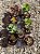 Kit Gibifloras Sem Identificação Pote 11 - Imagem 2