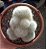 Rebutia Muscula - Imagem 1