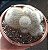Rebutia Muscula - Imagem 2