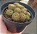 Fraileio Pumila (Colonia) - Imagem 1