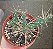 Cylindropuntia Tunicata - Imagem 1
