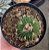 Stenocactus Lloydii - Imagem 4