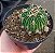 Stenocactus Lloydii - Imagem 1