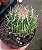 Stenocactus Lloydii - Imagem 2
