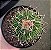 Stenocactus Lloydii - Imagem 3