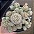 Mammillaria Vetula - Imagem 3