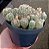 Mammillaria Vetula - Imagem 2