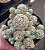Mammillaria Vetula - Imagem 1