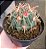 Ferocactus Latispinus - Imagem 1