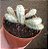 Euphorbia Mammillaris variegata - Imagem 1